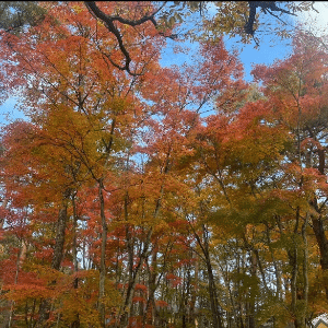 tokuma